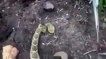 Ce serpent mord encore même la tête coupée
