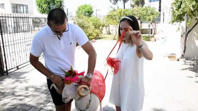 Turizmin gözdesi Bodrum'da 'gelin koçu' geleneği yaşatılıyor - MUĞLA
