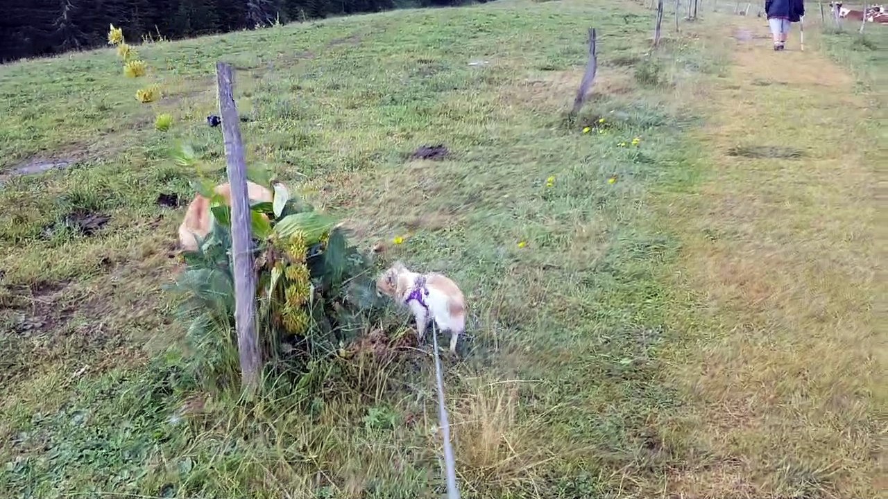 Les poilus, les vaches