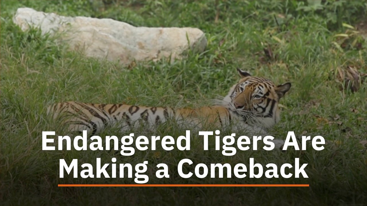 The Tigers Are Doing OK