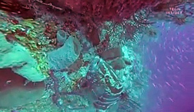 Here's what's at the bottom of the Great Blue Hole in Belize