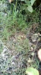 ‘Entre el covid y el dengue nos vamos a morir’; denuncian vecinos de Jahuara I