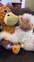 Gilbert and His Girlfriend Susie the Giraffe