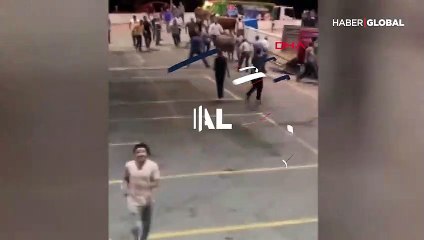 Kaçan boğalar paniğe neden oldu! O anlar kamerada