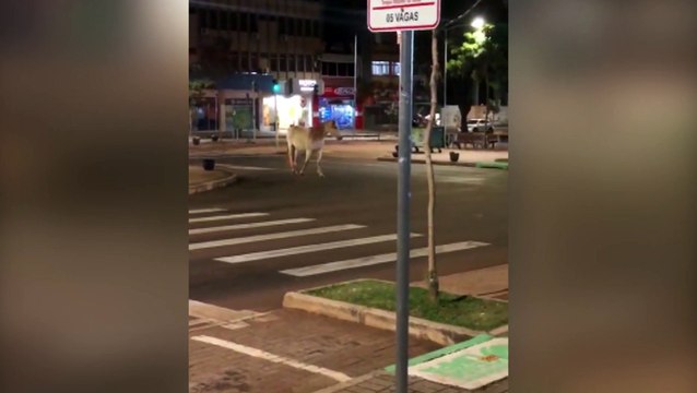 'Cavalo' é encontrado transitando pela Região Central de Cascavel; Motoristas alertam para risco de acidentes