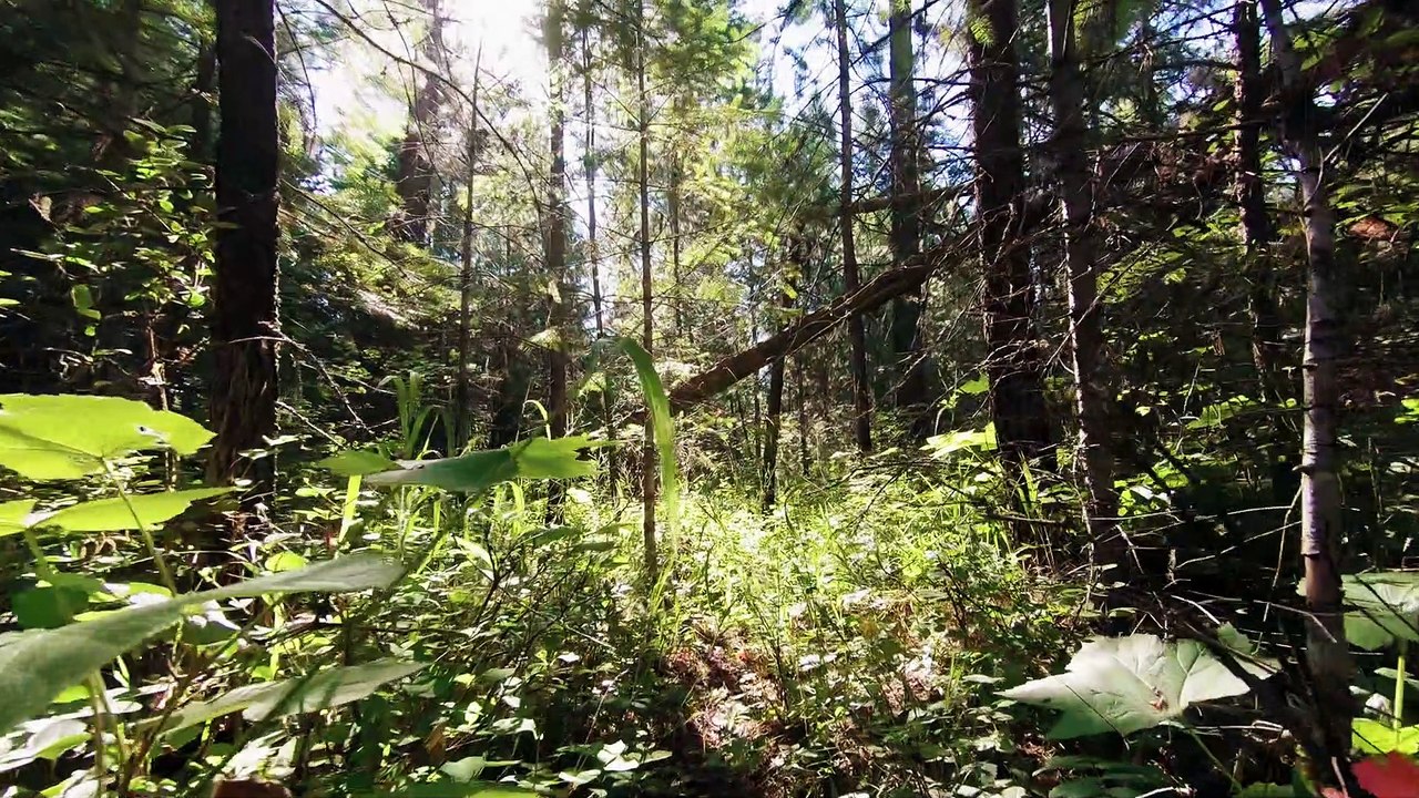 Beautiful Green Forest