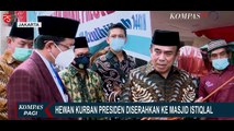 Sapi-Sapi Kurban Presiden Jokowi di Beberapa Daerah