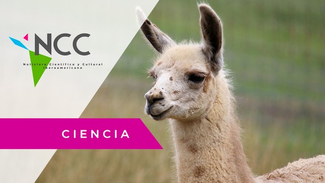 Las lla­mas pue­den ju­gar un pa­pel en la lu­cha con­tra el co­ro­na­vi­rus, ya que son una par­te fun­da­men­tal de una in­ves­ti­ga­ción en Ar­gen­ti­na que bus­ca ge­ne­rar na­noan­ti­cuer­pos ca­pa­ces de neu­tra­li­zar el Co­vid-19.