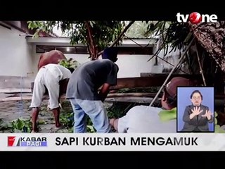 Sapi Kurban Joko Widodo Mengamuk dan Nyaris Kabur