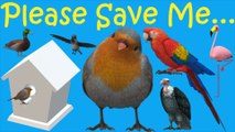 Save Sparrow | Save Sparrow Bird | Bird Lover | Sparrow Nest | Sparrow Feeding | Save Birds | #PruthaChauhan
