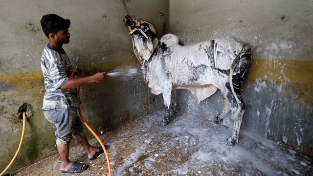 Pakistanis take livestock to ‘cow wash’ ahead of Muslim festival of sacrifice, Eid ul-Adha