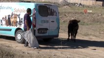 Sahiplerinin elinden kaçan kurbanlık dana tehlikeli anlar yaşattı...'Gel kurban olduğum'