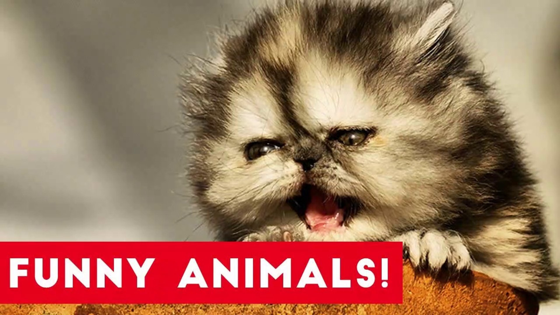 ⁣Funniest Pets of the Week Compilation July 2017 _ Funny Pet Videos