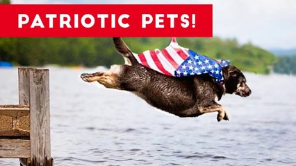 The Funniest Patriotic Pets of July 2017