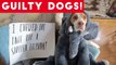 Cute Dogs feel guilty - Funny guilty dog and animal compilation