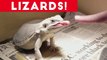 Funniest Lizard & Reptile Blooper & Reaction Videos of 2017 Compilation _ Funny Pet Videos