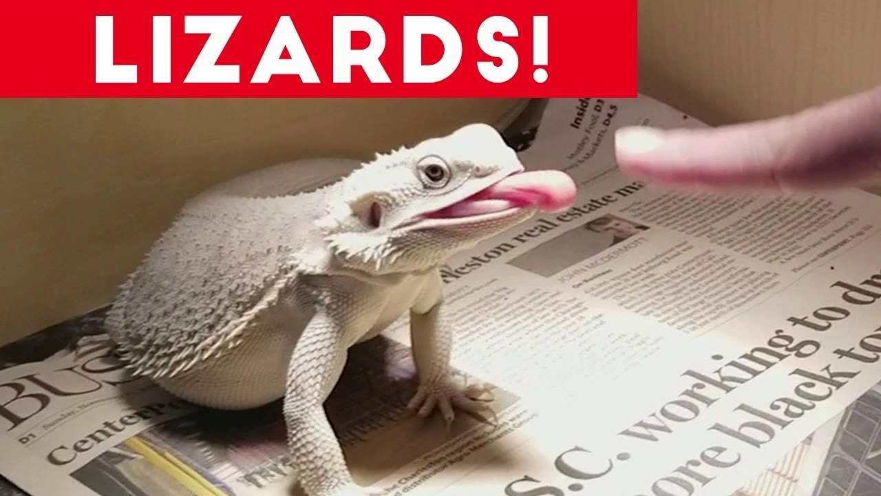 Funniest Lizard & Reptile Blooper & Reaction Videos of 2017 Compilation _ Funny Pet Videos