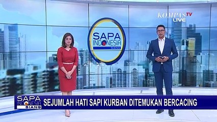 Temuan Cacing Pita di Hati Sapi yang Telah Disembelih, Panjangnya Hampir 5 cm!