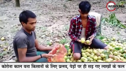 कोरोनावायरस काल बना किसानों के लिए प्रलय, पेड़ों पर ही सड़ गए लाखों के फल