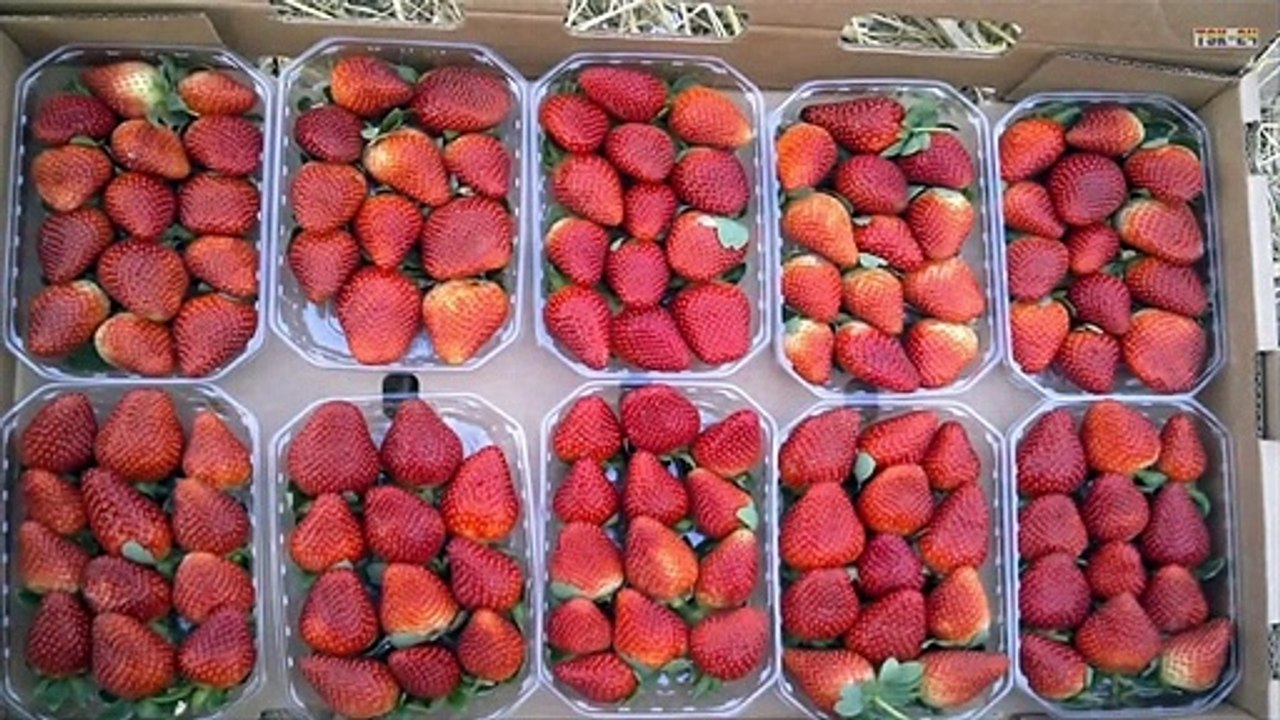 WOW!!! Amazing Agriculture Technology - Hydroponic Strawberry Cultivation