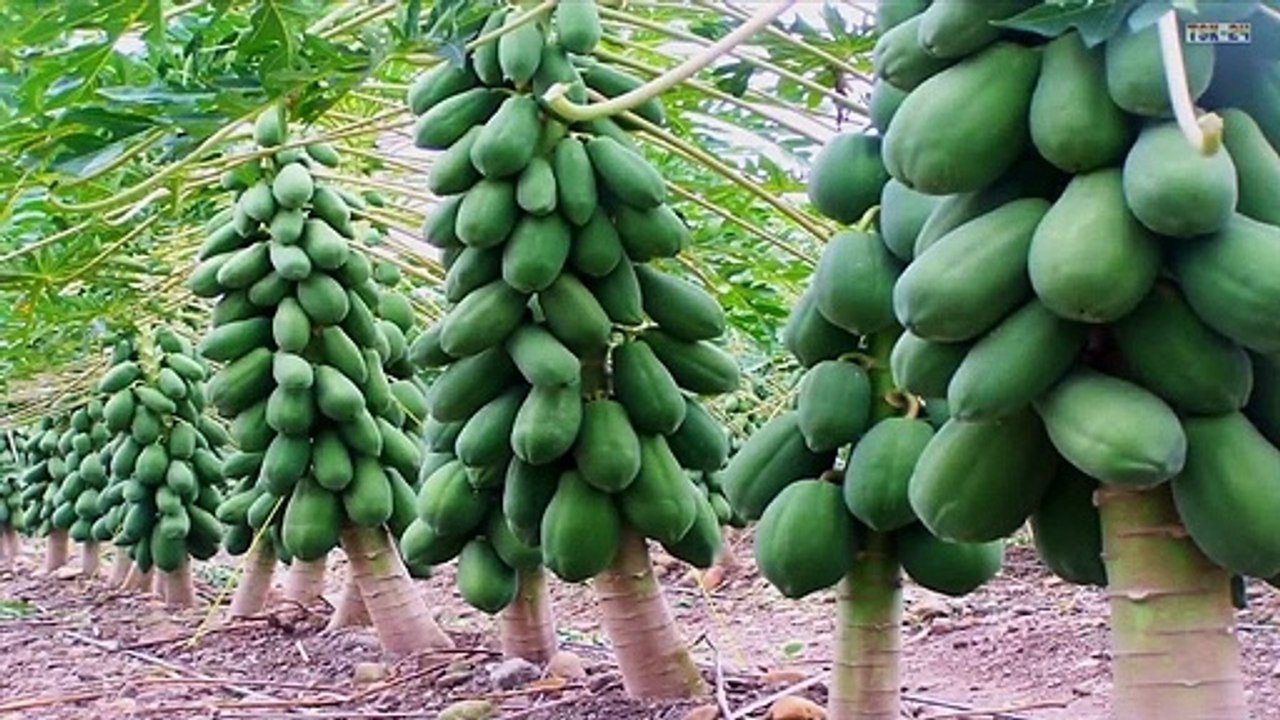 Papaya Air Layering Propagation - Amazing Agriculture Technology