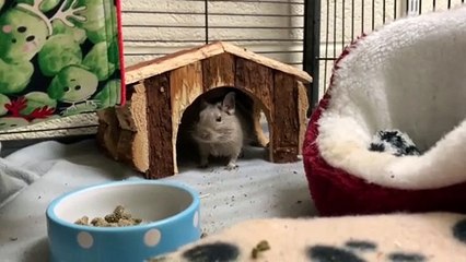 Are we getting too close with our pets?