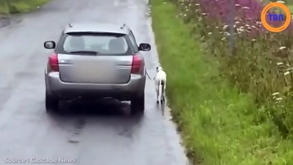 La police est à la recherche du propriétaire de l’animal qui l'a fait courir le long de sa voiture