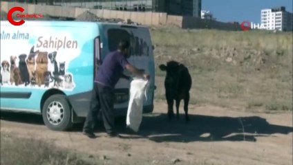 Elinden kaçan kurbanlığa böyle seslendi: Gel kurban olduğum