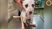 Ce dalmatien maltraité, dont il manque deux pattes, a été sauvé d'un abattoir chinois de viande de chien