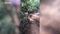 Wild pig chases woman up a tree in Hawaii
