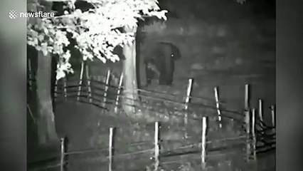 Adult elephant tries to break down enclosure protecting rescued baby jumbo