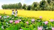 Rực rỡ thảm sen hồng trên cánh đồng lúa chín tại Đồng Tháp | VTC