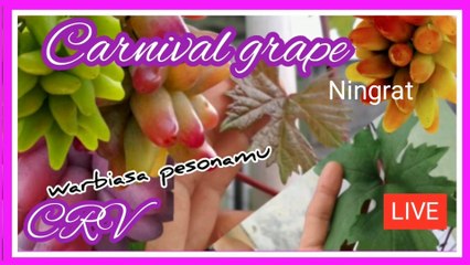 Anggur CRV dua bulan setelah grounding Carnival grape