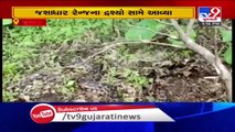 Caught on cam- Fox escapes deadly python strike in Junagadh forest range - TV9News