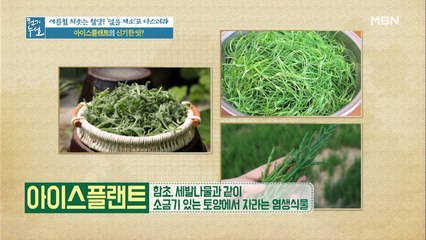 얼음채소 아이스플랜트가 혈당 관리에 도움을 준다?