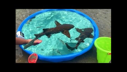 DIY POOL FISH POND at BEACH!!!