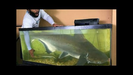 Catching NEW PET FISH for AQUARIUM! What Type of Catfish Is This_