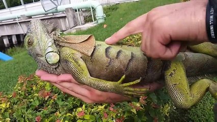 IGUANA FISHING Challenge!!! How many can we Catch_