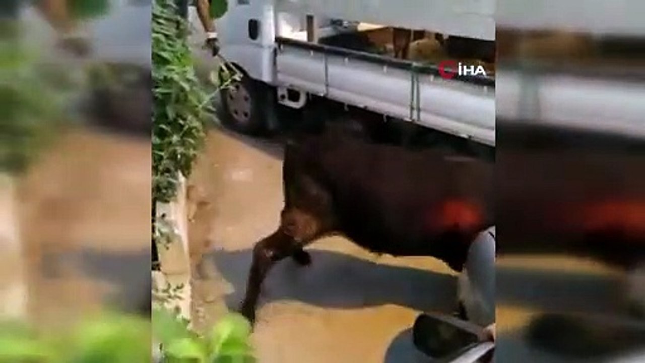 Bursa'da kaçan danalar ortalığı bir birine kattı