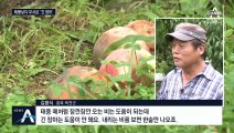 “태풍보다 무섭네요”…긴 장마에 낙과 평년의 10배