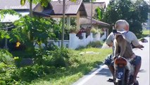 This primate couldn't give a monkeys as it casually hitches ride on back of moped in Indonesia