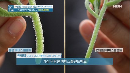 좋은 아이스플랜트 고르는 법!