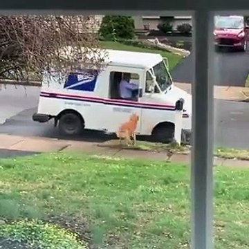 Ce chien attend chaque matin son ami le facteur qui passe pour lui saluer et lui donner quelque chose.