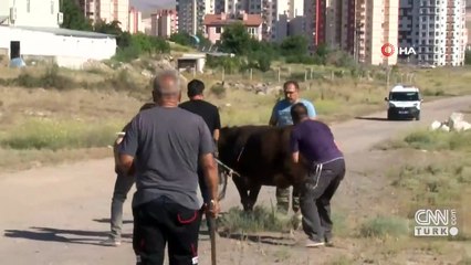 Son dakika... Kaçan kurbanlıklar ortalığı birbirine kattı | Video