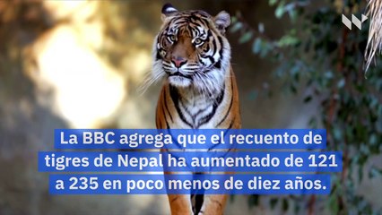 Tigres en peligro de extinción están aumentando su poblacion