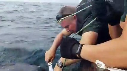 La Guardia Civil rescata a una tortuga laúd en Huelva