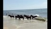 Canicule oblige : ces chevaux se baignent à la plage comme tout le monde