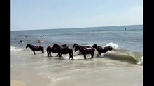 Ces chevaux se baignent à la plage comme tout le monde