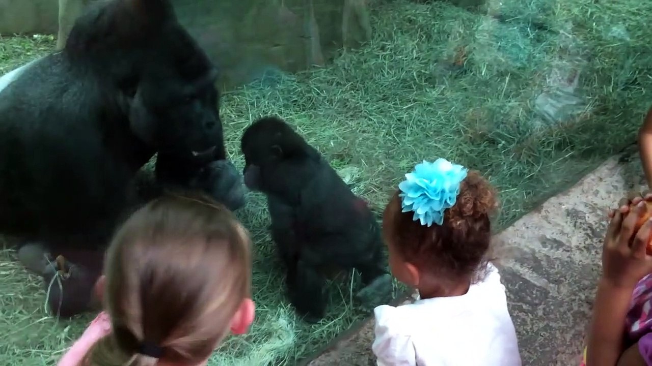 Ce bébé gorille ne se laisse pas faire face à son papa