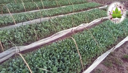 An easy way to make cauliflower and cabbage seedbeds/কপির বীজতলা তৈরির সহজ পদ্ধতি।